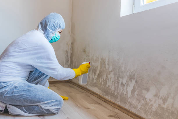 Licensed Mold Testing service in Leland, MI - WQB Mold Removal