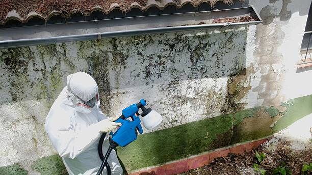 Top rated local Mold Testing specialists in Leland, MI